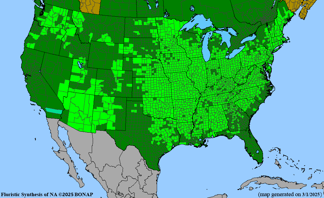 Smooth Sumac (Rhus glabra)