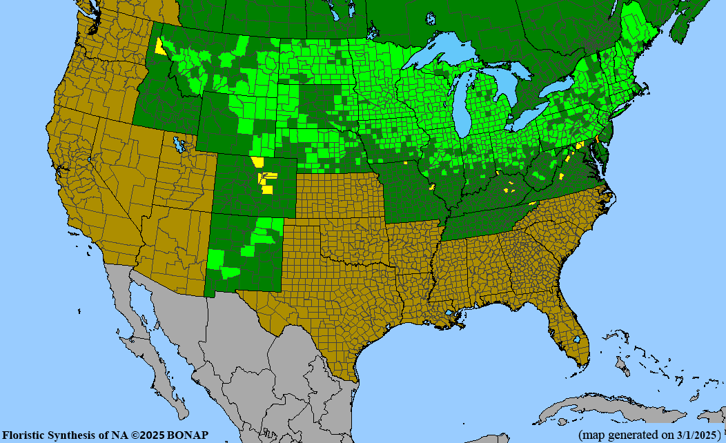 American Black Currant (Ribes americanum)