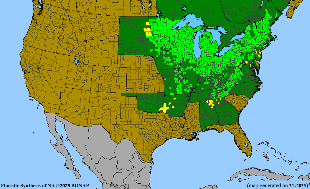 Prickly Gooseberry (Ribes cynosbati)
