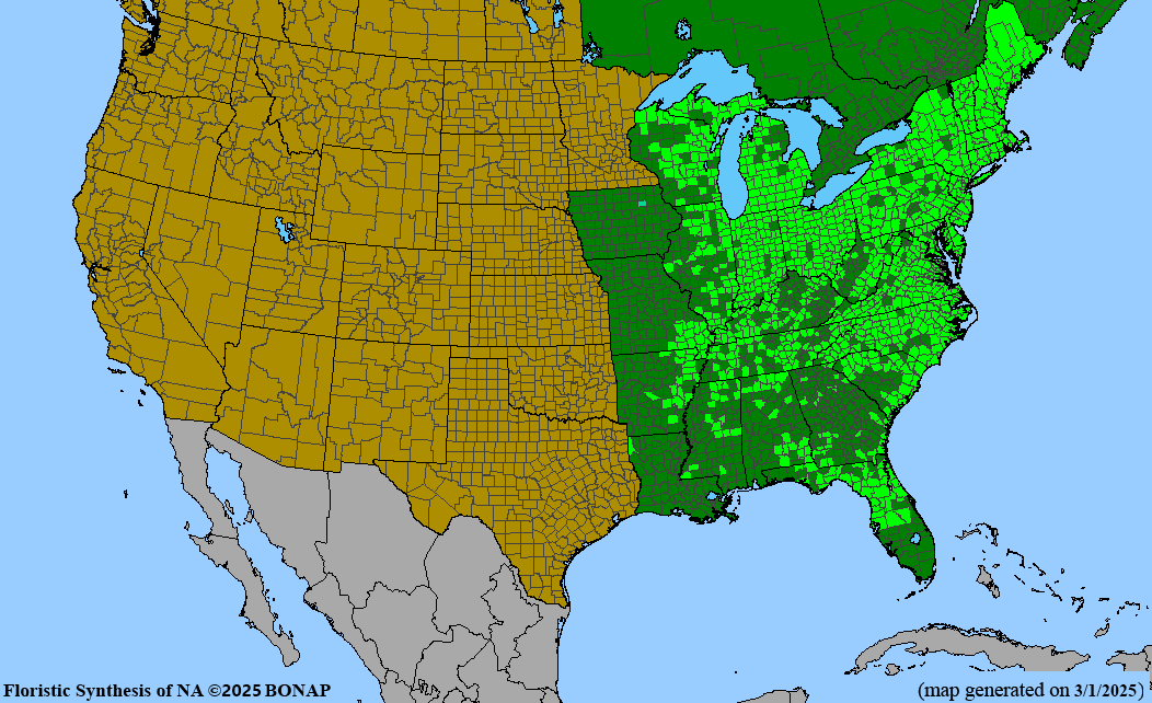 Swamp Rose (Rosa palustris)