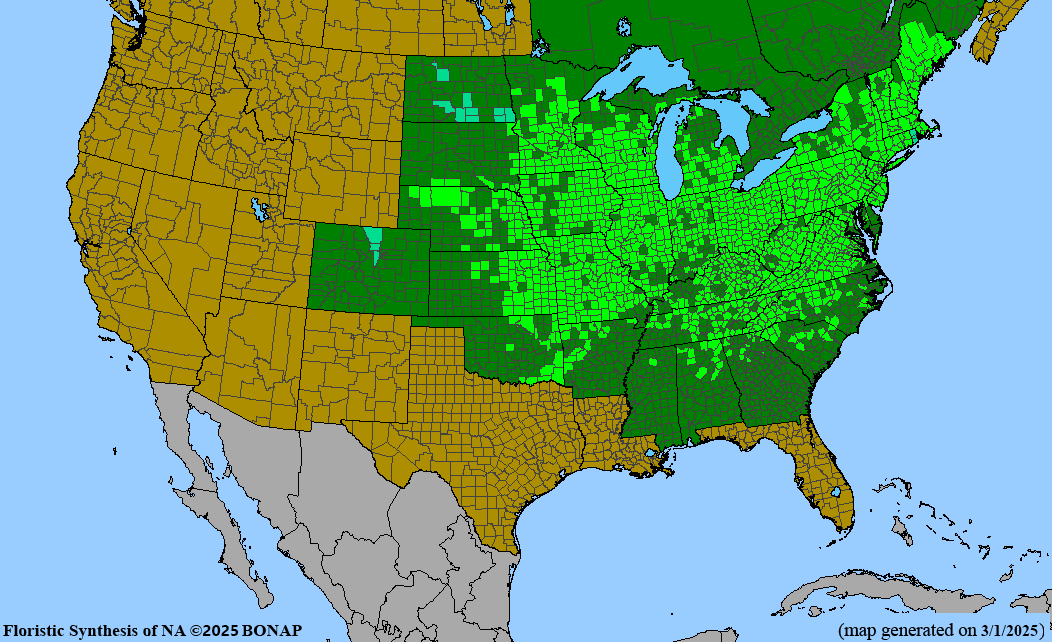 Wild Black Raspberry (Rubus occidentalis)