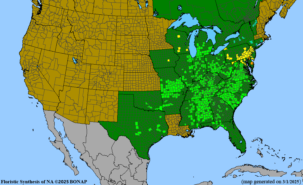 Seed Pack - Orange Coneflower [Showy Black-eyed Susan] (Rudbeckia fulgida)