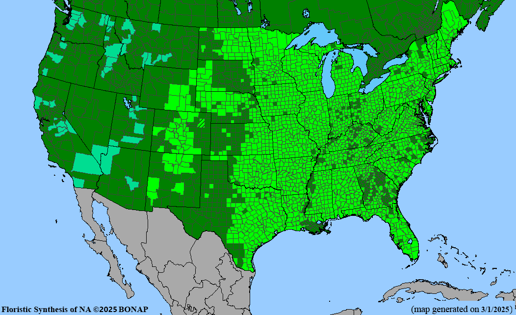 Seed Pack - Black Eyed Susan (Rudbeckia hirta)