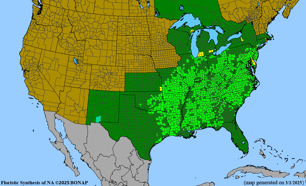 Rosepink (Sabatia angularis) 2x2x3" Pot