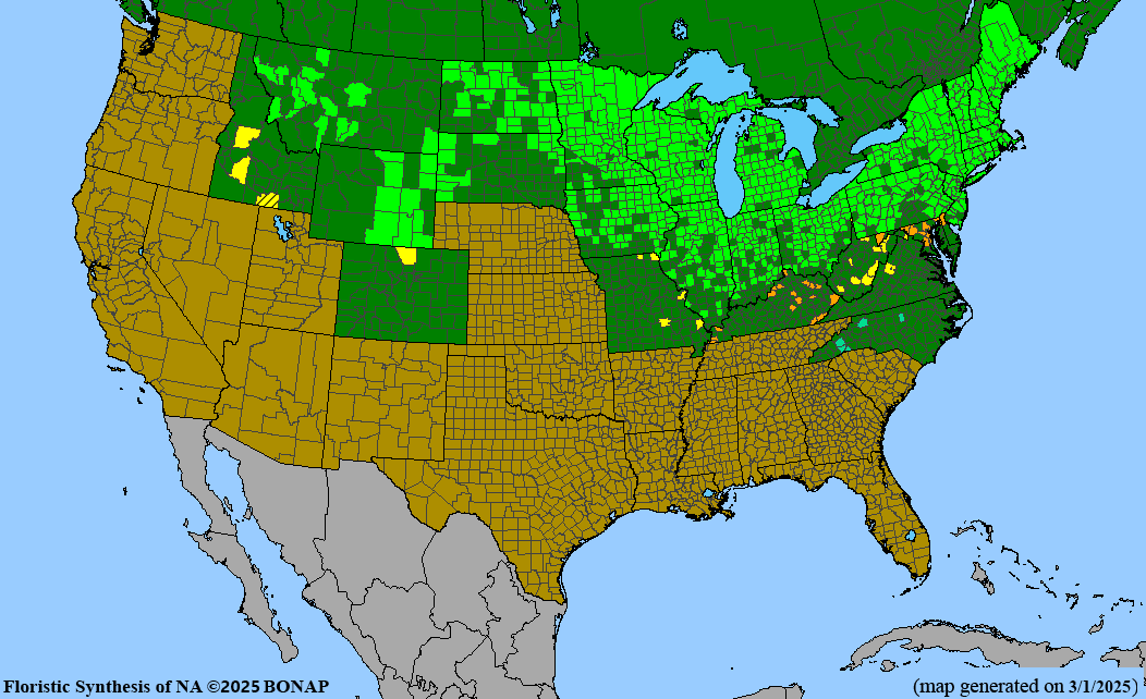 Pussy Willow (Salix discolor)