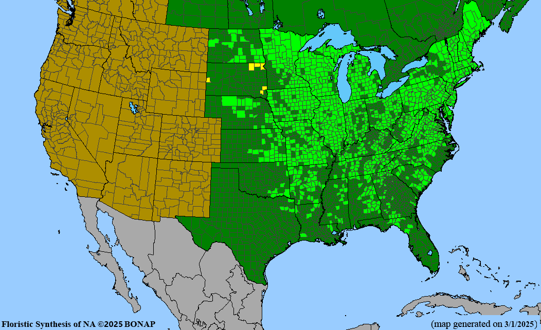 Prairie Willow (Salix humilis)