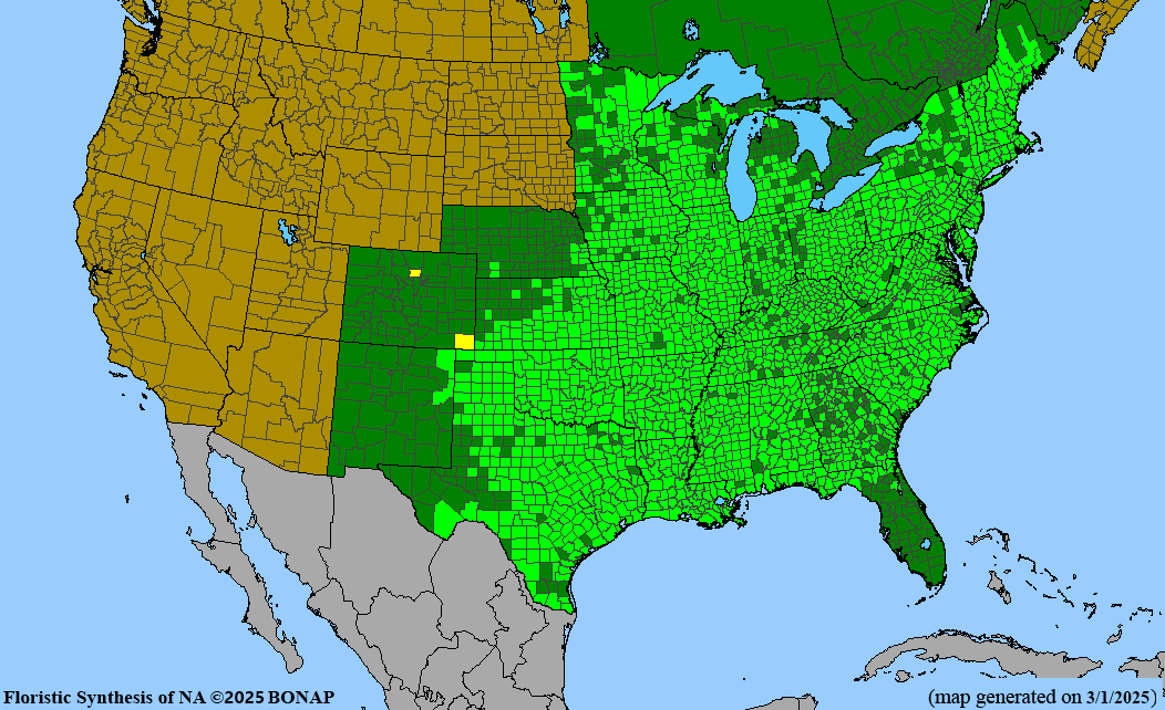 Black Willow (Salix nigra)