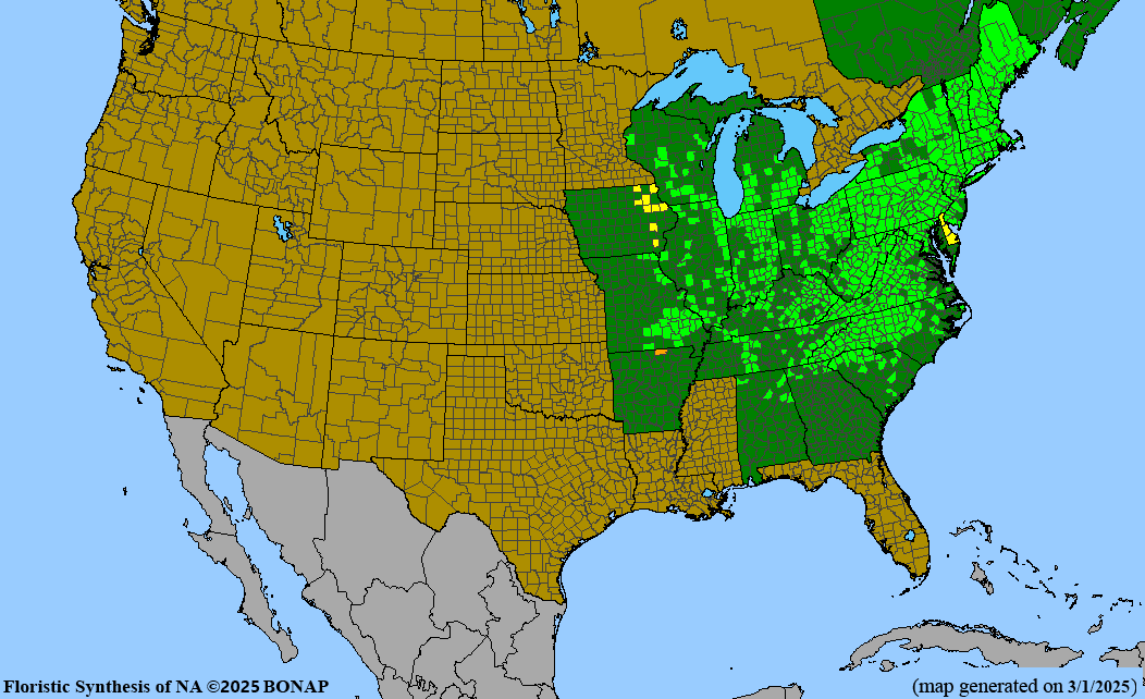 Silky Willow (Salix sericea)