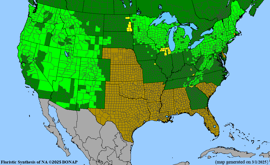 Red Elderberry (Sambucus racemosa)