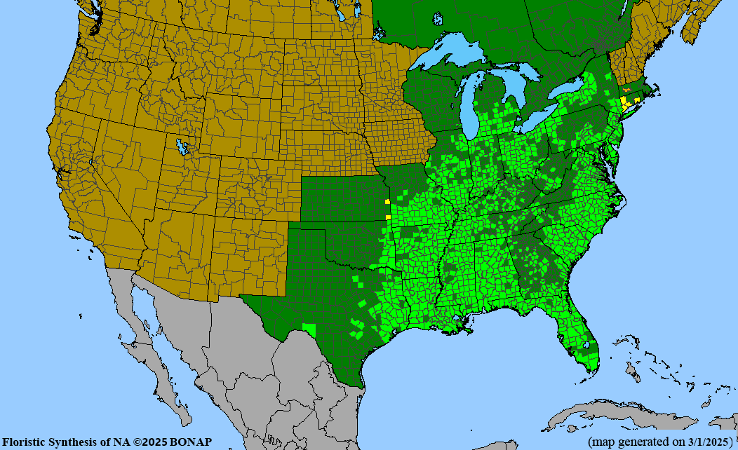 Lizard's Tail (Saururus cernuus) BARE ROOT