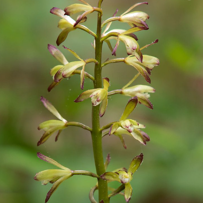 Putty Root Orchid (Aplectrum hyemale) BARE ROOT