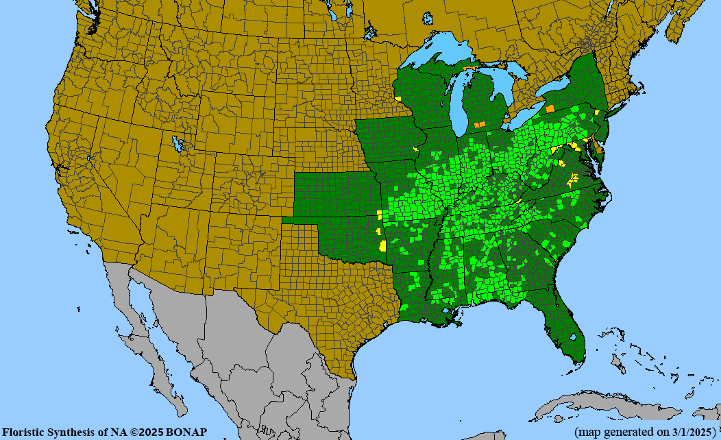 Seed Pack - Hoary [Downy] Skullcap (Scutellaria incana)