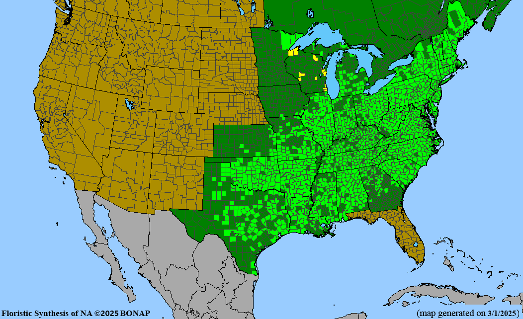 Stout Blue-eyed Grass (Sisyrinchium angustifolium) BARE ROOT