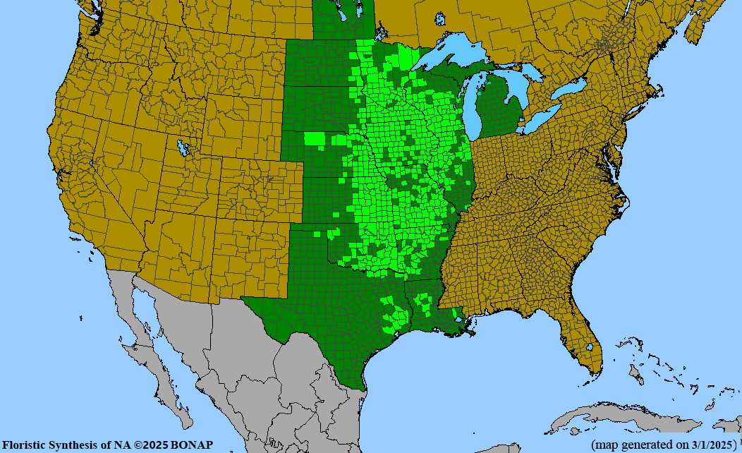 Seed Pack - Prairie Blue-eyed Grass (Sisyrinchium campestre)