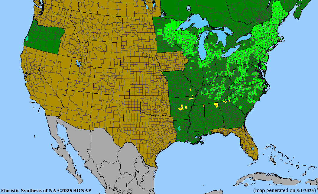 Steeplebush (Spiraea tomentosa)