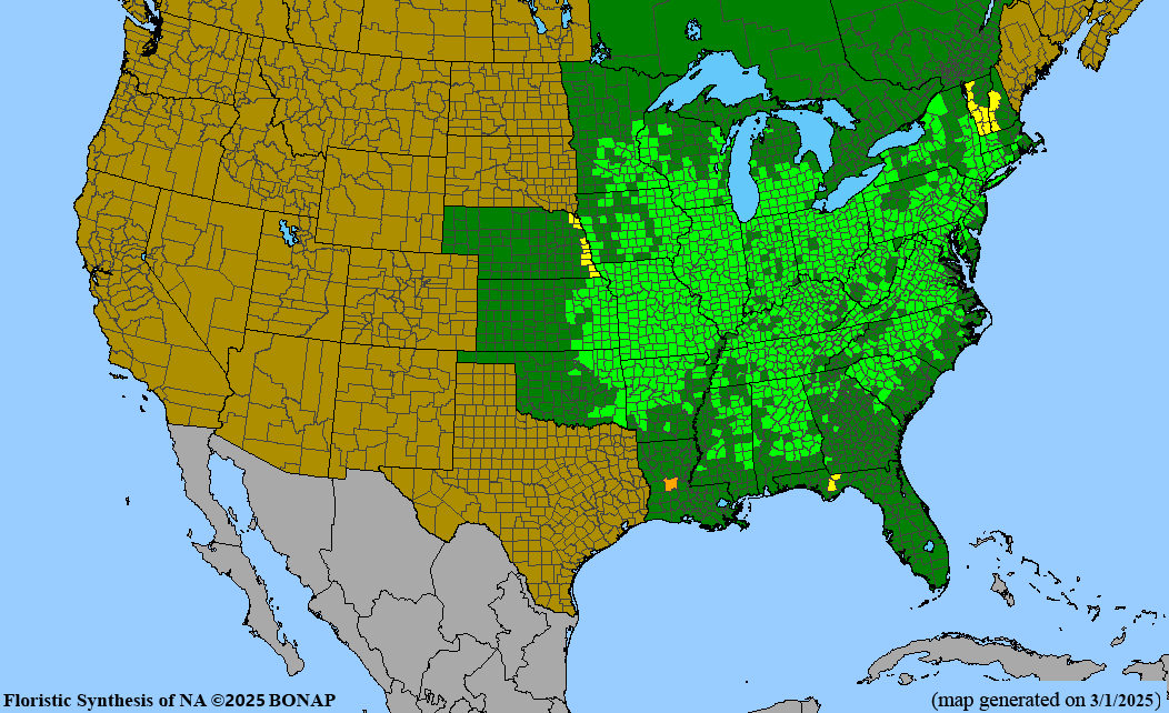 American Bladdernut (Staphylea trifolia)