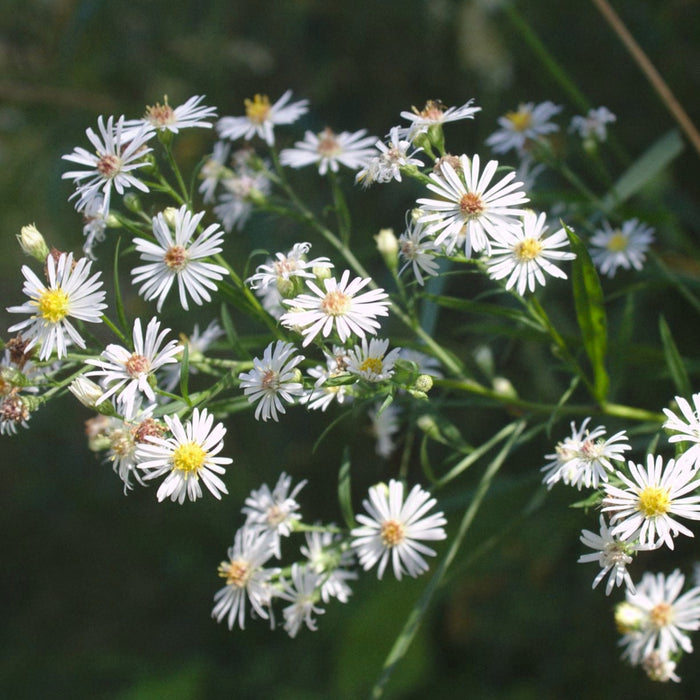 Panicled Aster (Symphyotrichum lanceolatum) 2x2x3" Pot