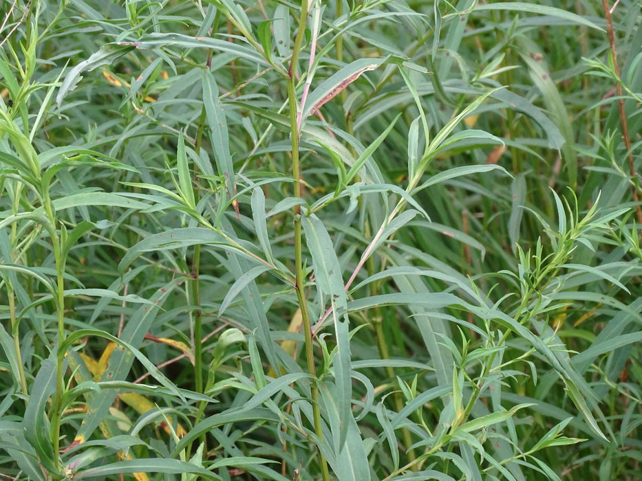 Panicled Aster (Symphyotrichum lanceolatum) 2x2x3" Pot