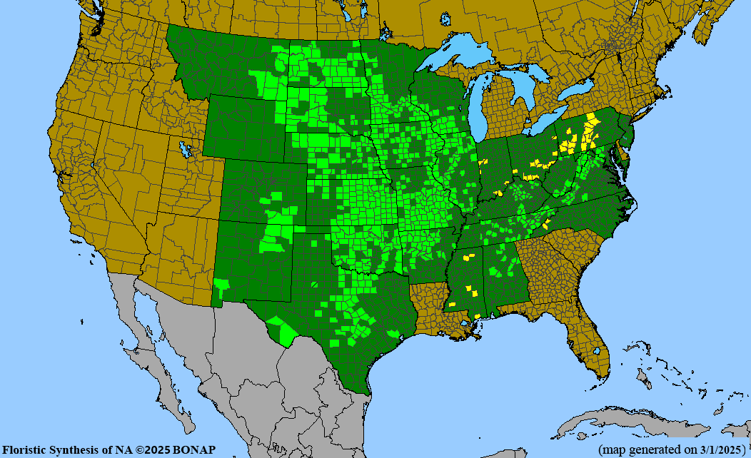 Seed Pack - Aromatic Aster (Symphyotrichum ablongifolium)