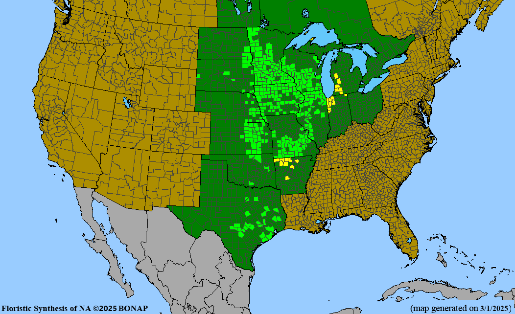 Silky Aster (Symphyotrichum sericeum)