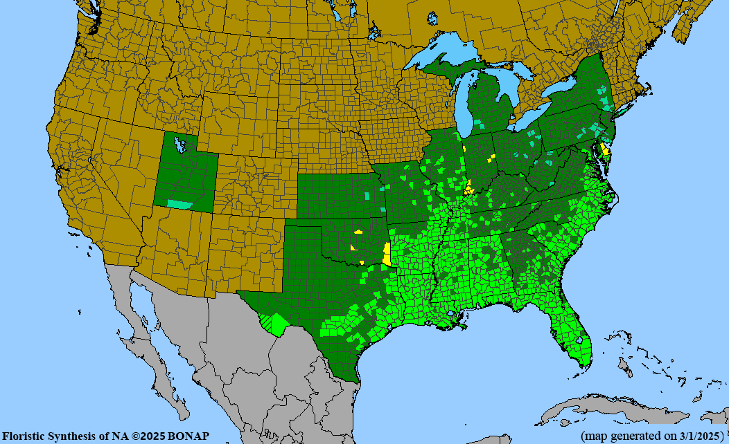 Bald Cypress (Taxodium distichum)