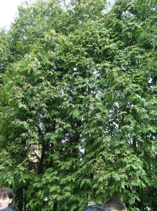 Northern White Cedar (Thuja occidentalis)