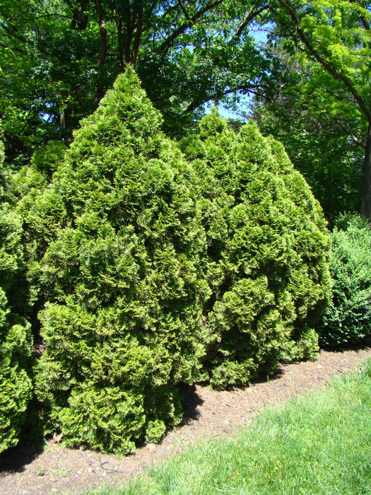 Northern White Cedar (Thuja occidentalis)