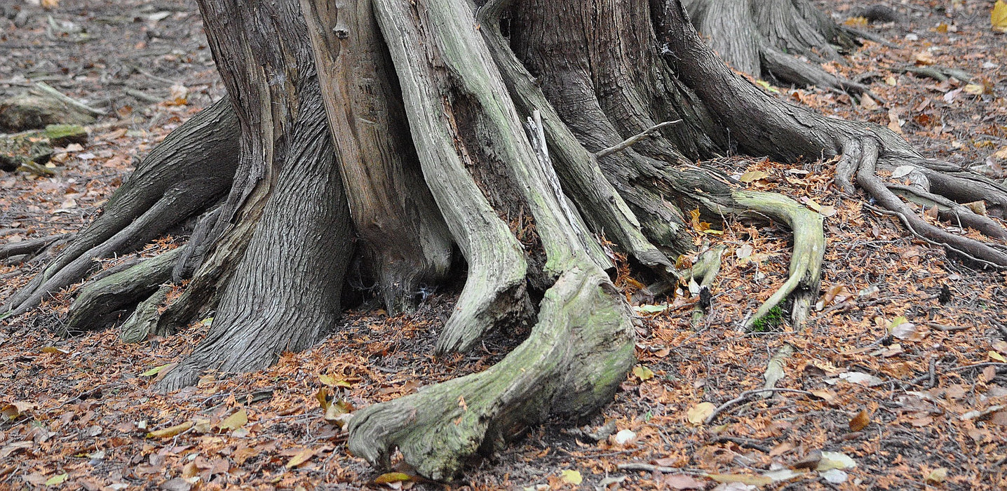 Northern White Cedar (Thuja occidentalis)