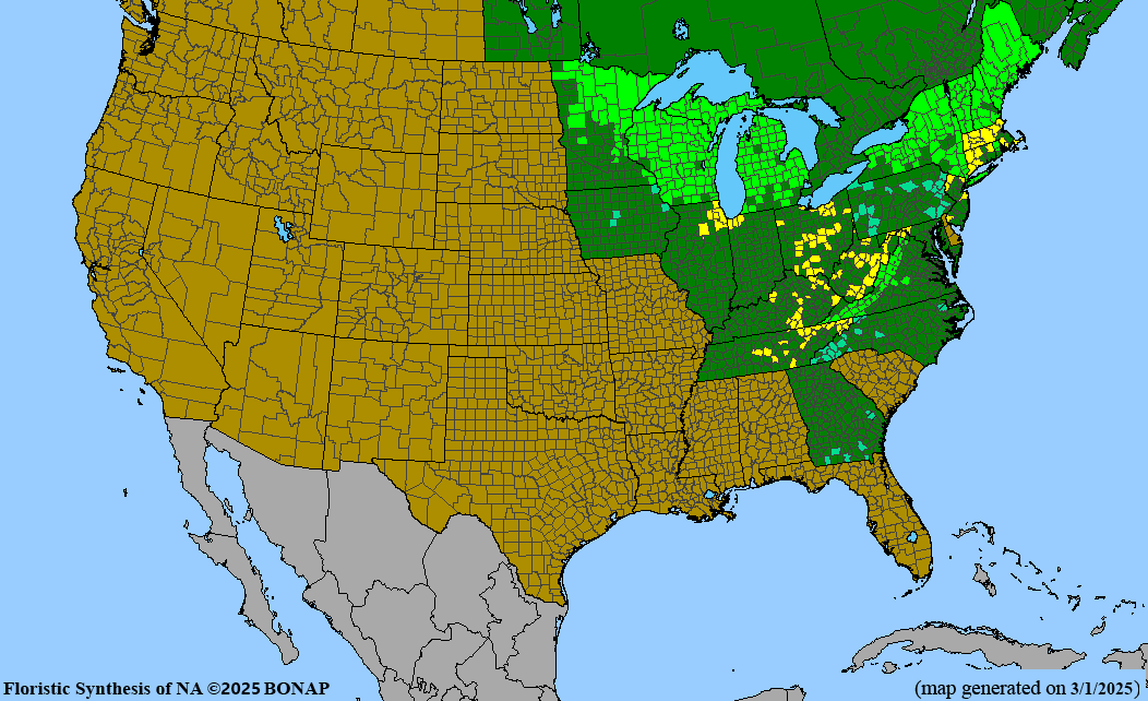 Northern White Cedar (Thuja occidentalis)