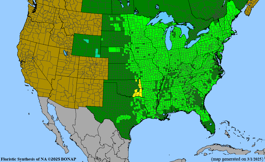 American Basswood (Tilia americana)