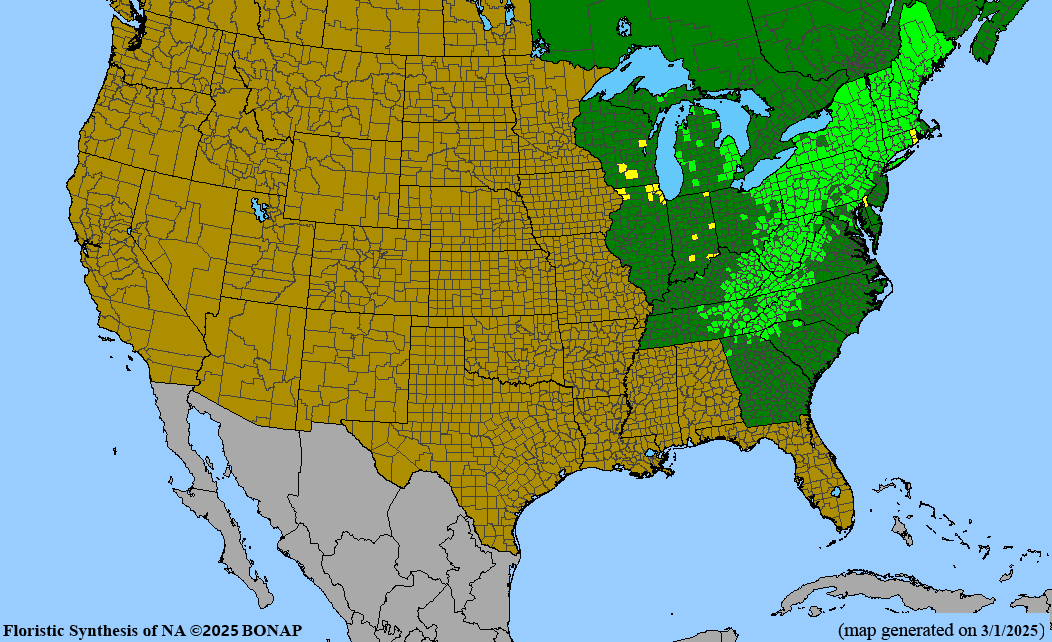 Red Trillium (Trillium erectum) BARE ROOT