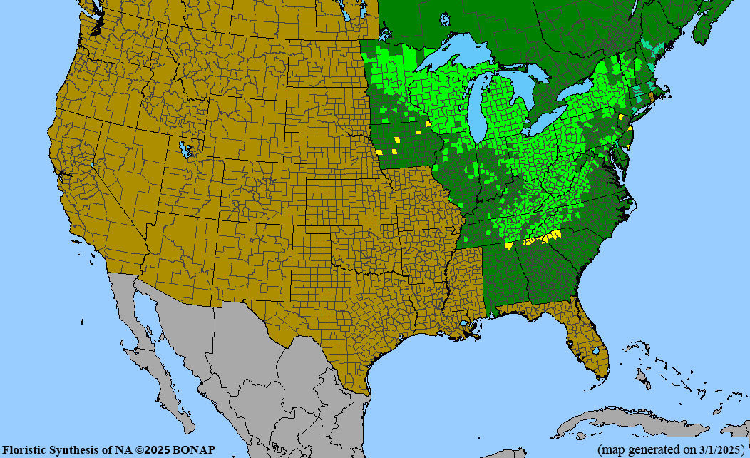 Great White Trillium (Trillium grandiflorum) BARE ROOT