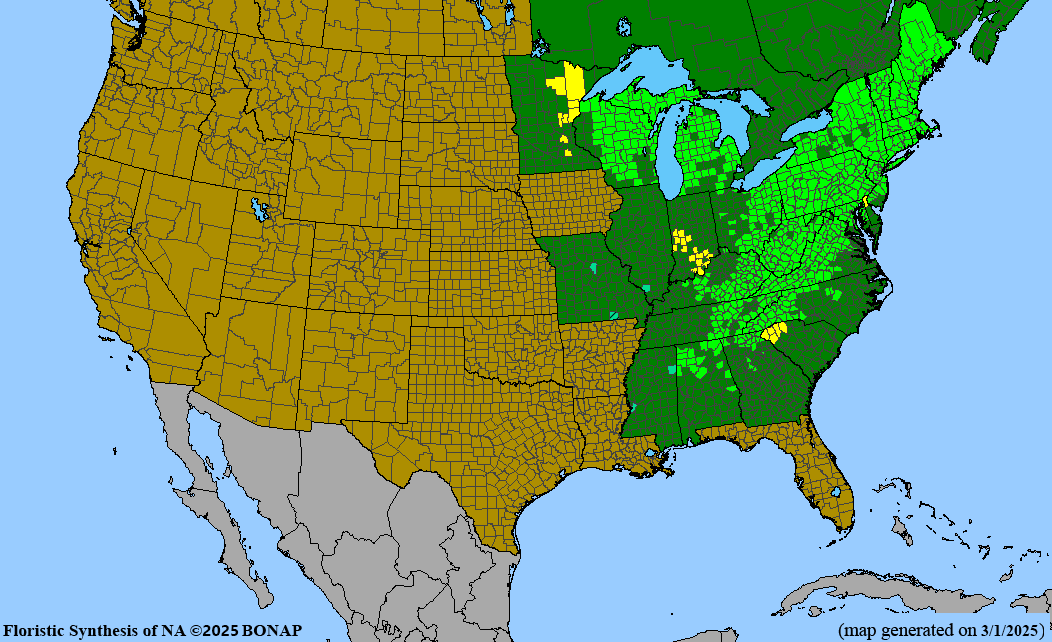 Canadian Hemlock (Tsuga canadensis) 1 GAL