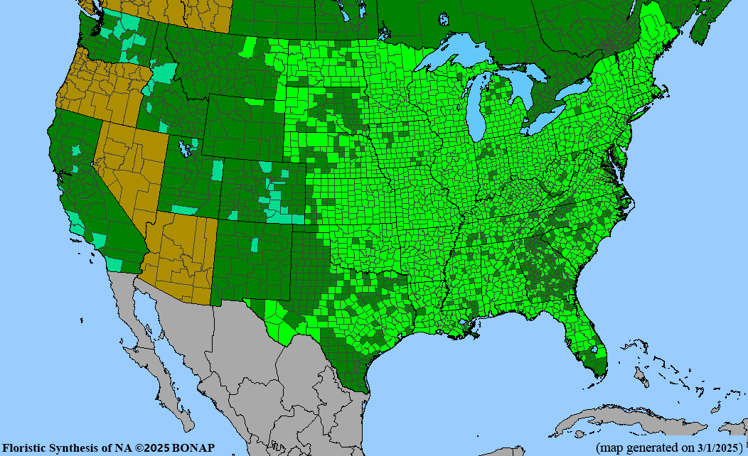 American Elm (Ulmus americana)