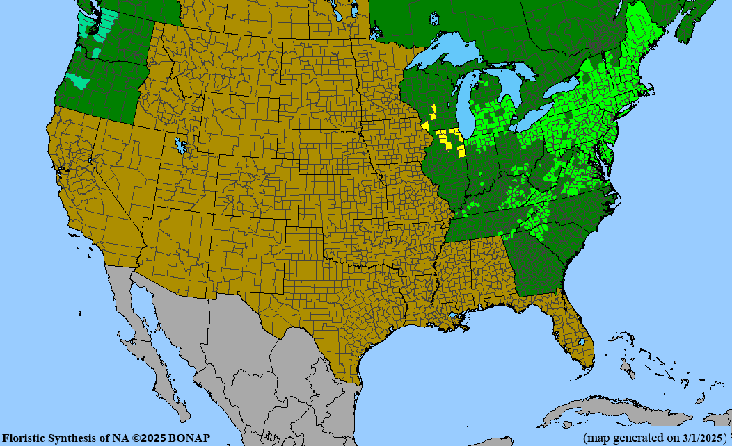 Highbush Blueberry (Vaccinium corymbosum)