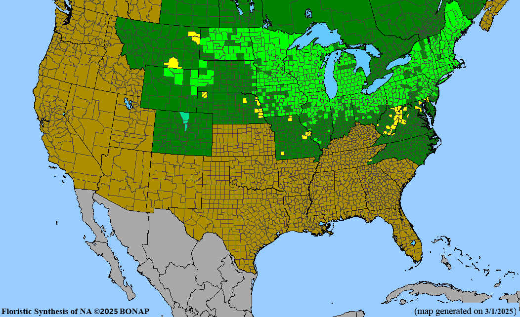 Nannyberry Viburnum (Viburnum lentago)
