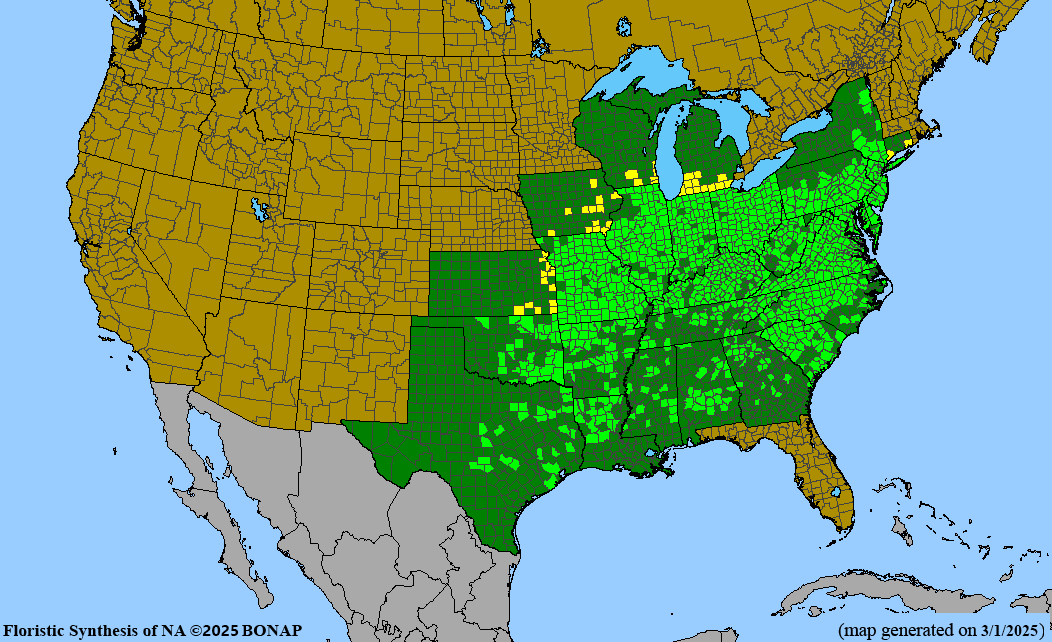 Blackhaw Viburnum (Viburnum prunifolium)