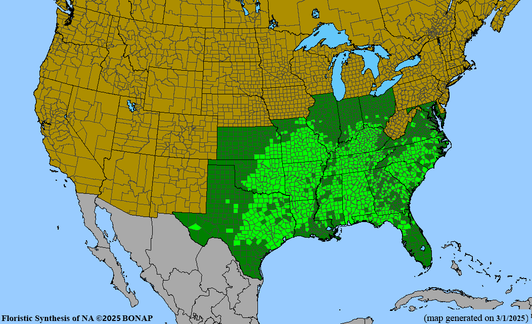 Rusty Blackhaw (Viburnum rufidulum)