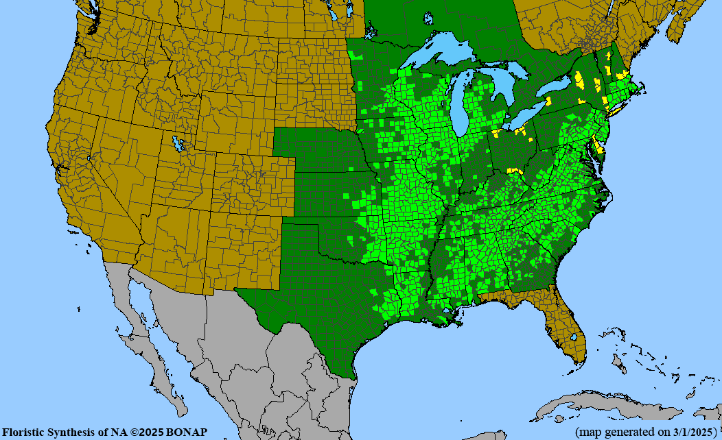 Bird’s Foot Violet (Viola pedata) BARE ROOT