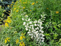 Seed Pack - White False Indigo (Baptisia alba)