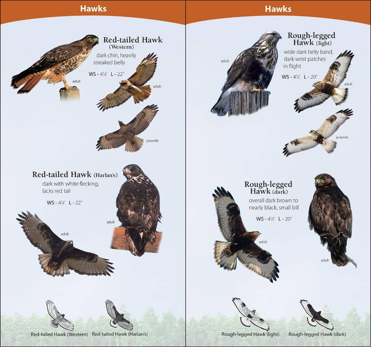 Birds of Prey of Midwest Quick Guide
