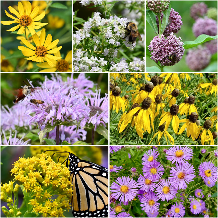 Mini Seed Mix - Medium-Tallgrass Sun/Moist