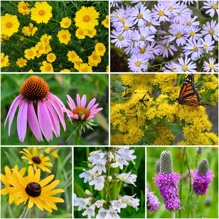 Mini Seed Mix - Shortgrass Sun/Dry