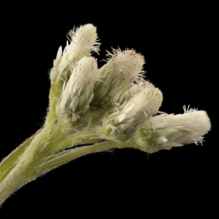 Pussytoes (Antennaria plantaginifolia)