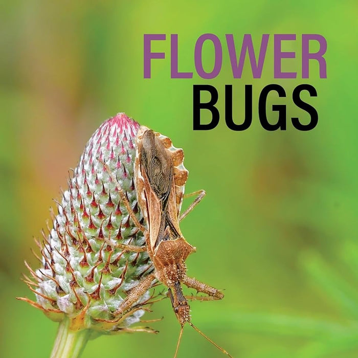 Flower Bugs by Angella Moorehouse