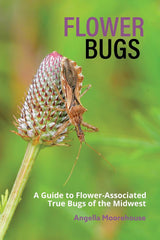 Flower Bugs by Angella Moorehouse