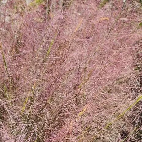 Purple Lovegrass (Eragrostis spectabilis)