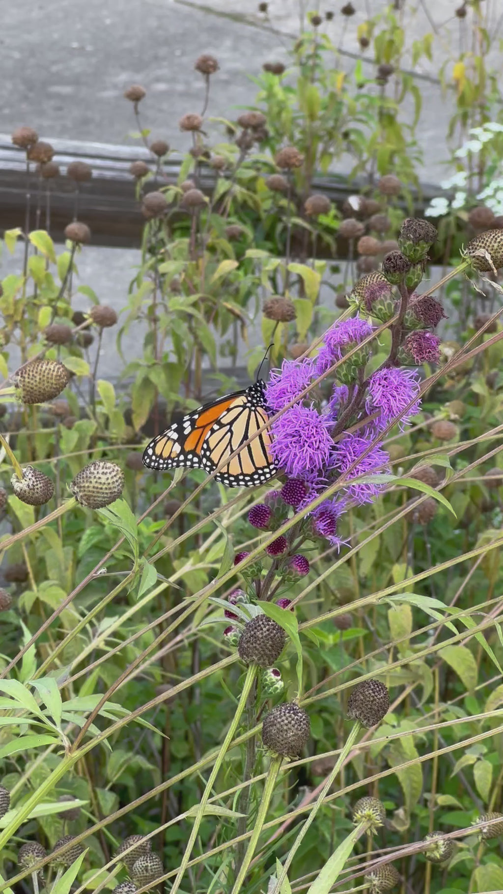 Monarch nectaring on Meadow Blazingstar, Liatris ligulistylis