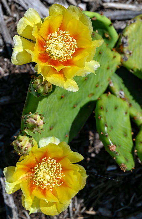 coastal prickly pear cactus Eastern Prickly Pear (Opuntia humifusa) — Native Plants Unlimited LLC
