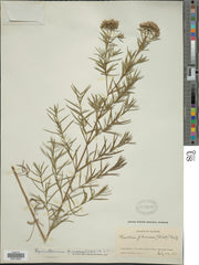 Narrowleaf Mountain Mint (Pycnanthemum tenuifolium)
